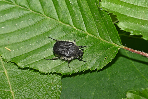 Apple Blossom Beetle