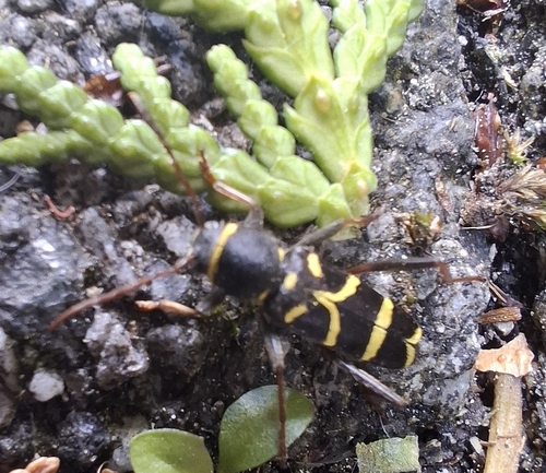 Clytus lama
