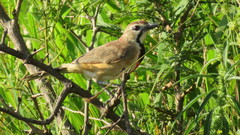 Rhodophoneus cruentus