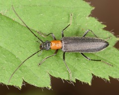 Oxycopis thoracica
