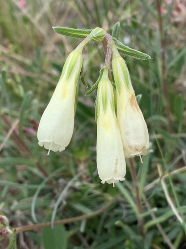 Onosma echioides, photograph 5
