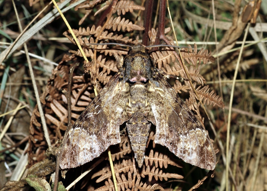 Fulvous Hawk