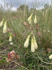 Onosma echioides, photograph (c) Manuela Fiorini, some rights reserved (CC BY)