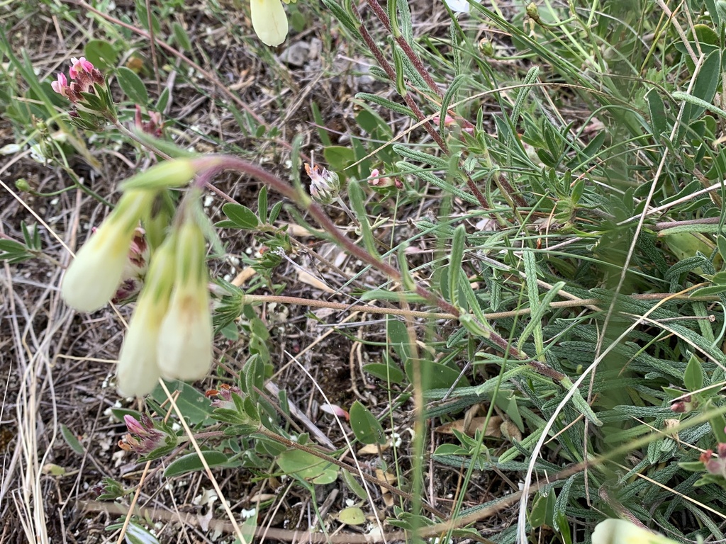 Onosma echioides; photograph (c) Manuela Fiorini, some rights reserved (CC BY)