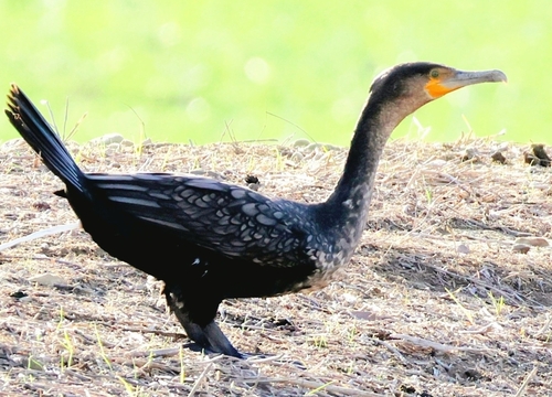 iNaturalist image