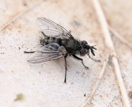 Campylocheta