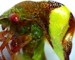 Smilia fasciata