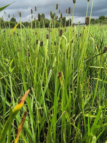Plantago altissima, photograph 5