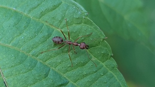 Asian Weaver Ant
