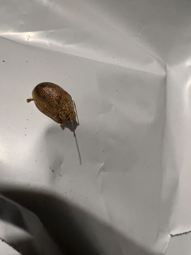 Dotted Paropsine Leaf Beetle