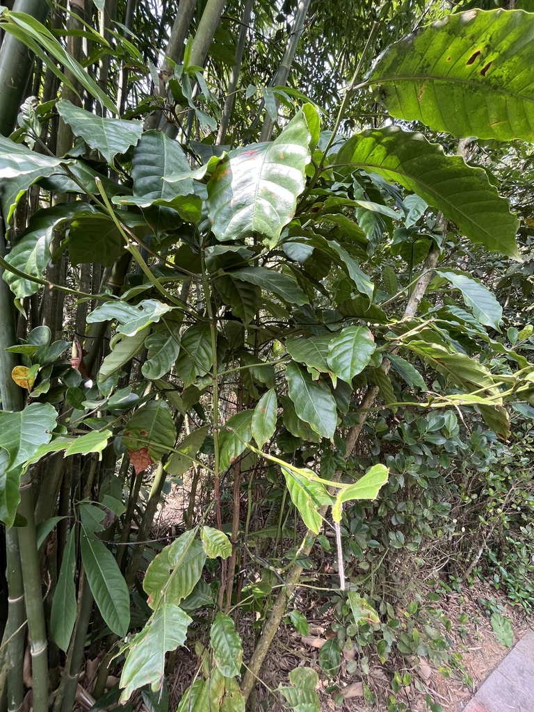 Mề gà – Sterculia monosperma