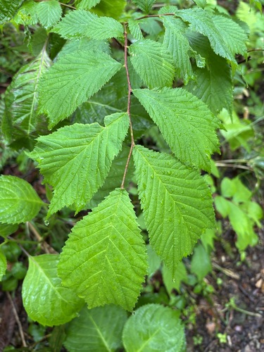 Ulmus laciniata iNat (3)