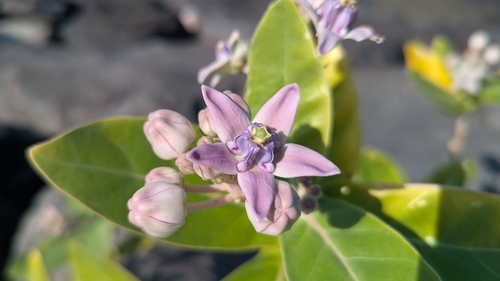 crown flower