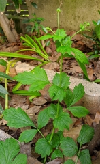 Geum urbanum