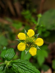 Geum urbanum