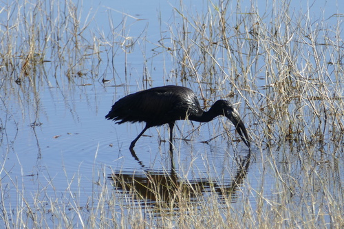 iNaturalist image