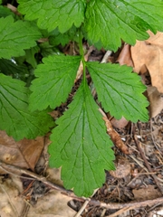 Geum urbanum