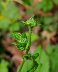 Geum urbanum