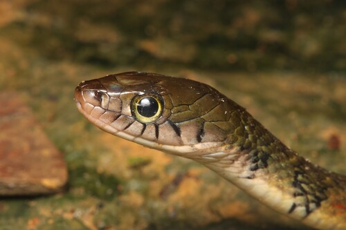 Xenochrophis trianguligerus