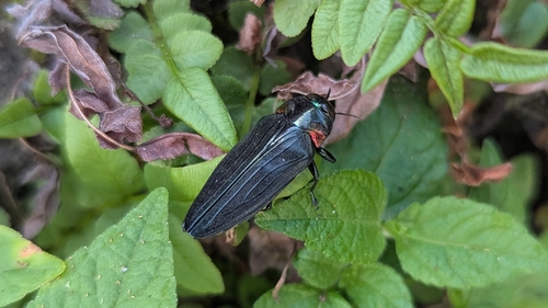 Belionota prasina