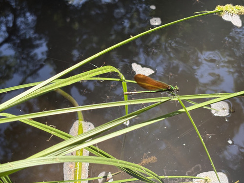 Beautiful Demoiselle