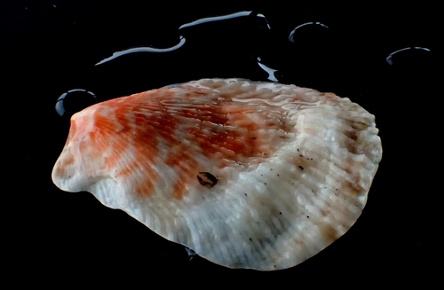 Humpback Scallop