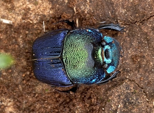 Phanaeus difformis photo 3