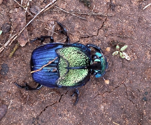Phanaeus difformis photo 2