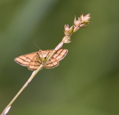 Idaea aureolaria