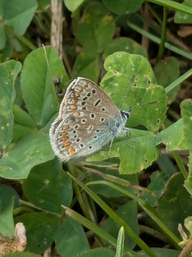 Common Blue