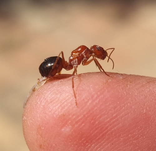 Cataglyphis rosenhaueri
