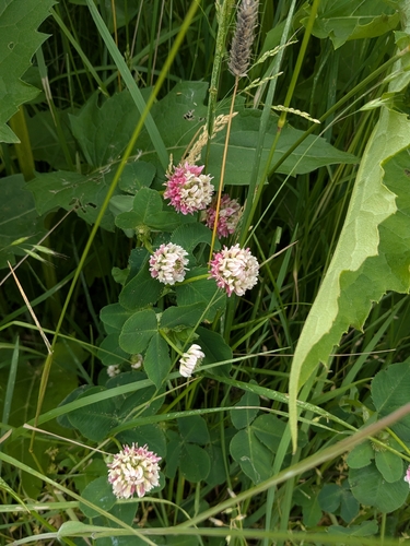 Alsike clover