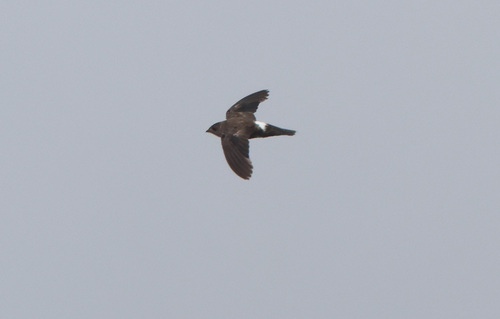 iNaturalist image