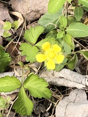 Waldsteinia fragarioides