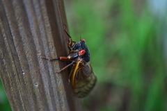 Magicicada septendecim