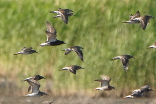 iNaturalist image