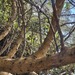 Acacia erythrantha