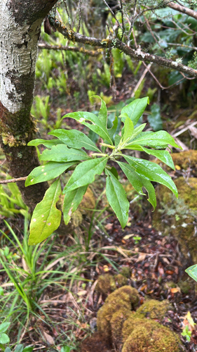 Scaevola procera observed 2026-06-04