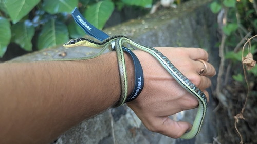 Painted Bronzeback