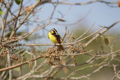 Pitangus sulphuratus