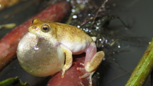 Aruba Dam Reed Frog, Hyperolius glandicolor