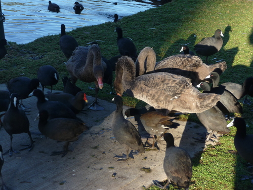 iNaturalist: (c) sarah macdonald, some rights reserved (CC BY-NC), uploaded by sarah macdonald iNaturalist image