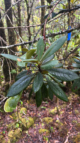 Pittosporum gayanum observed 2026-06-04