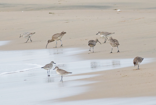 iNaturalist image