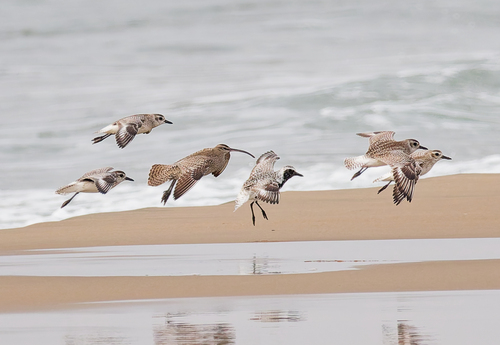 iNaturalist image