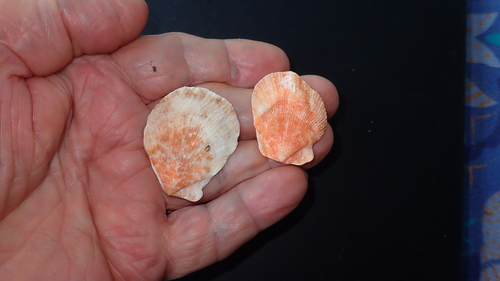 Humpback Scallop