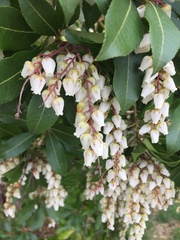 Pieris japonica