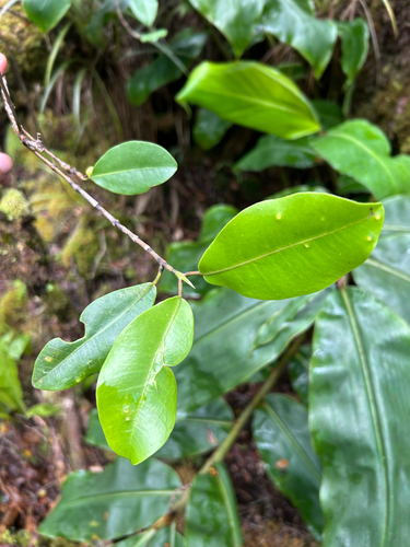Melicope anisata observed 2026-06-04