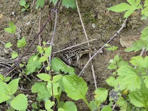 Black-spotted Frog
