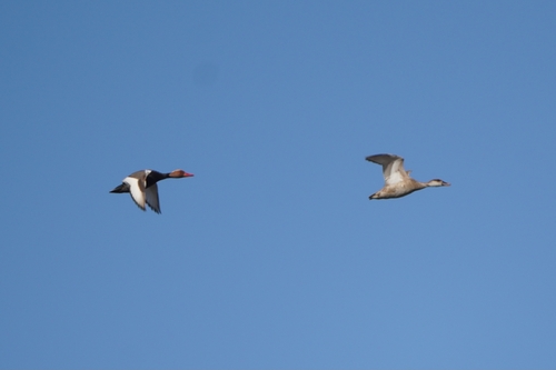 iNaturalist image